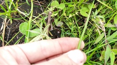 Cyperus sphaerospermus