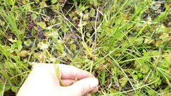 Cyperus sphaerospermus