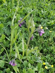 Symphytum officinale