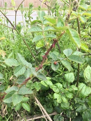 Rosa