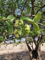 Sarcomphalus amole