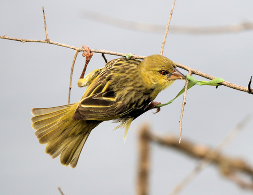 Village Weaver
