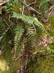 Asplenium serra