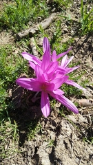 Colchicum montanum