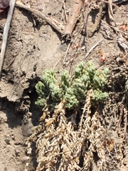 Sedum chazaroi