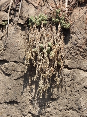 Sedum chazaroi