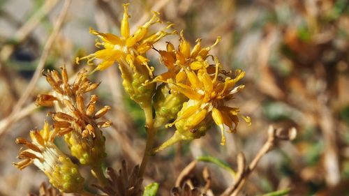 Isocoma acradenia var. acradenia