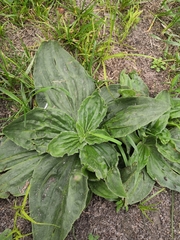 Plantago