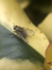 Muscidae