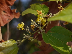 Grewia tiliifolia