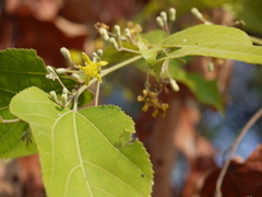 Grewia tiliifolia