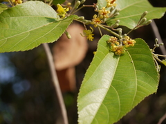 Grewia tiliifolia