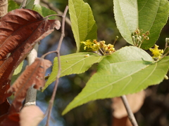Grewia tiliifolia