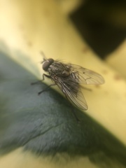 Muscidae