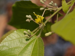 Grewia tiliifolia