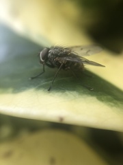 Muscidae