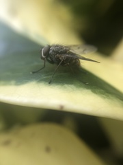 Muscidae
