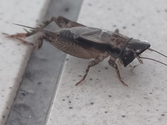 Loxoblemmus appendicularis