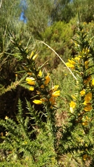 Ulex gallii