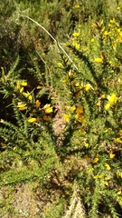 Ulex gallii