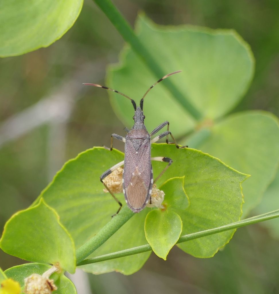 Dicranocephalus albipes