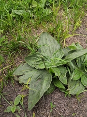 Plantago