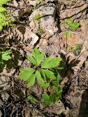 Anemonoides nemorosa