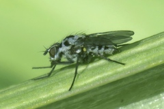 Anthomyia