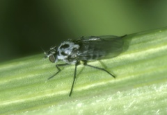 Anthomyia