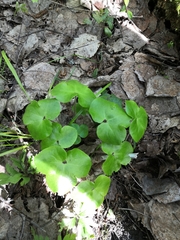 Hepatica nobilis