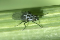 Anthomyia