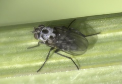 Anthomyia