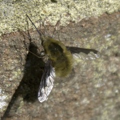 Bombylius major