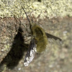 Bombylius major