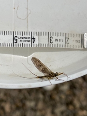 Ecdyonurus venosus