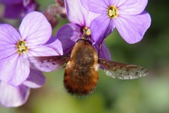 Bombylius discolor