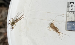 Ecdyonurus venosus