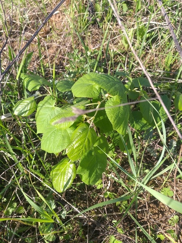 Tilia platyphyllos