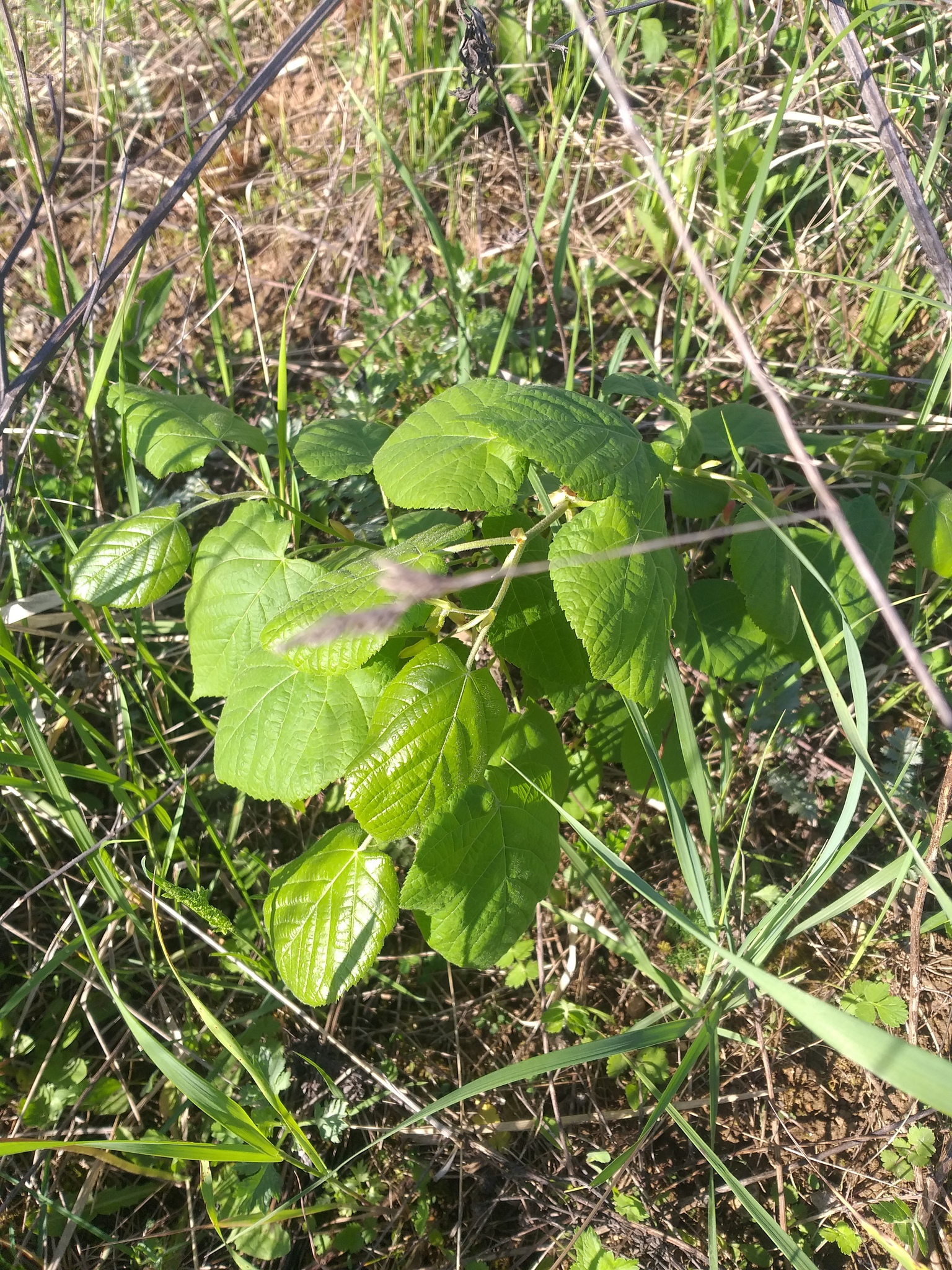 Sommer-Linde (Tilia platyphyllos): Herkunft und Verwendung — foto 2