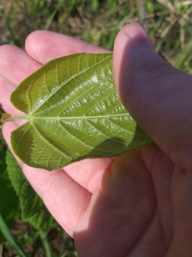 Tilia platyphyllos