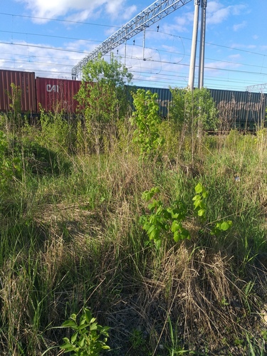Tilia platyphyllos