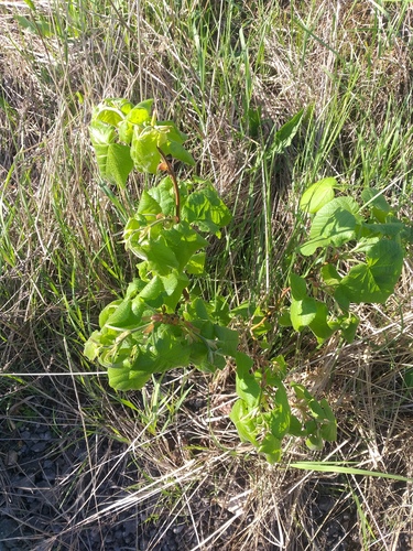 Tilia platyphyllos