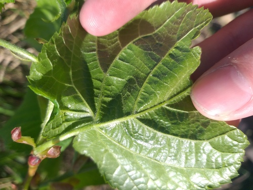Tilia platyphyllos