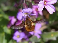 Bombylius discolor
