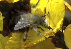 Anthophora plumipes