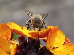 Anthophora plumipes