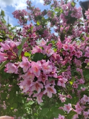 Weigela hortensis