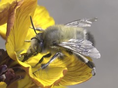 Anthophora plumipes