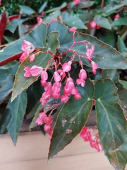 Begonia coccinea