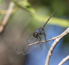 Trithemis aconita